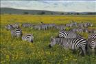 10 Zebra